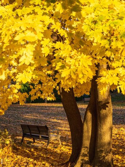 Normandy Park - Ardmore, PA