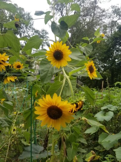 Packer Park - Ardmore, PA