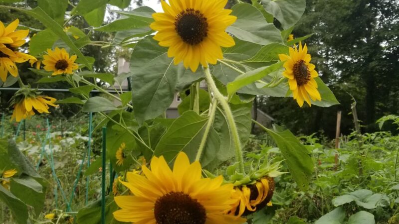 Packer Park - Ardmore, PA