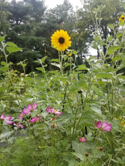 Packer Park - Ardmore, PA