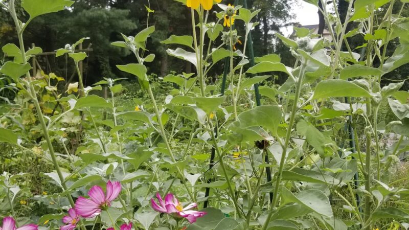 Packer Park - Ardmore, PA