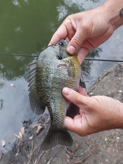 Argos Parks and Recreation Public Fishing Pond - Argos, IN