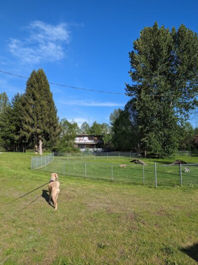 Offleash dog Park - Arlington, WA