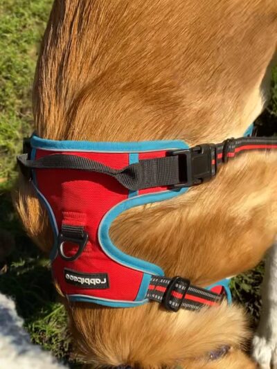 Offleash dog Park - Arlington, WA