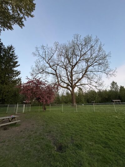 Offleash dog Park - Arlington, WA