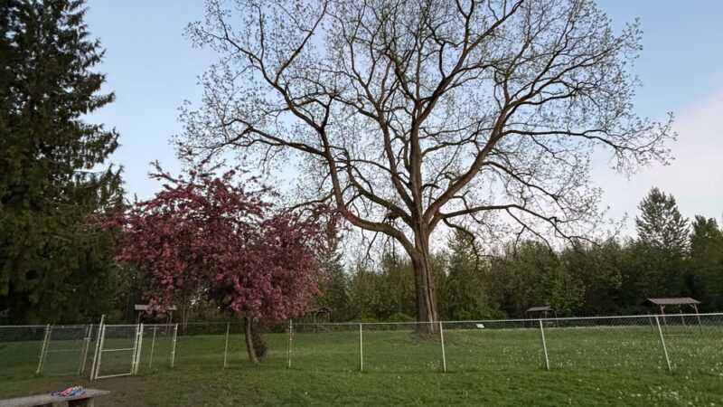 Offleash dog Park - Arlington, WA