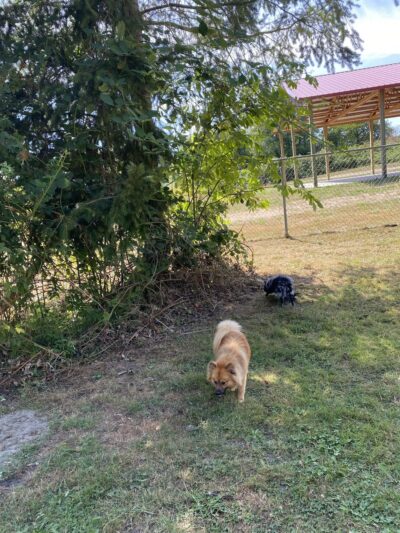 Offleash dog Park - Arlington, WA