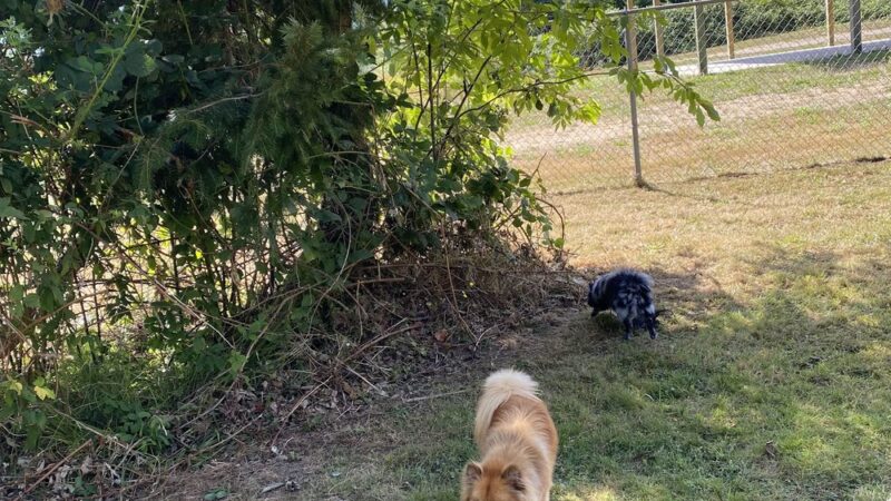 Offleash dog Park - Arlington, WA