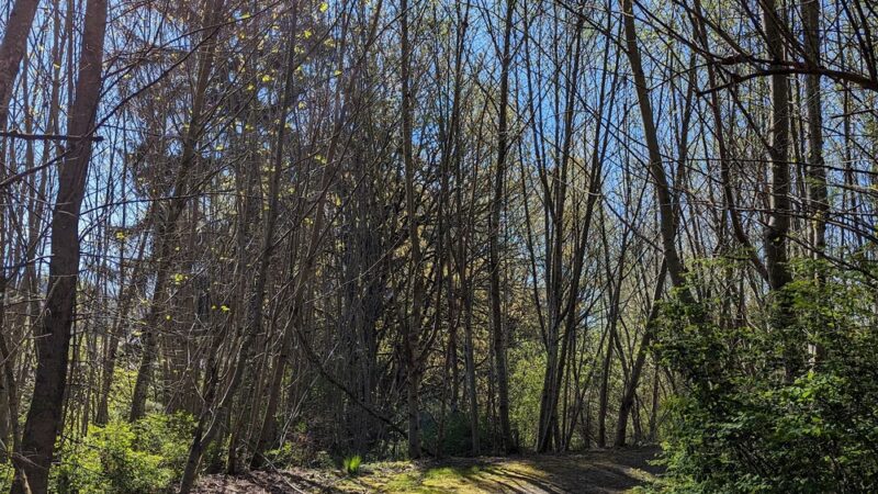 Pilchuck Park - Arlington, WA