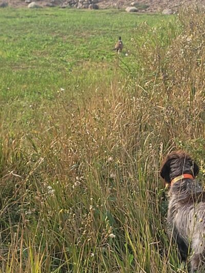 South Dakota Pheasant Acres - Armour, SD