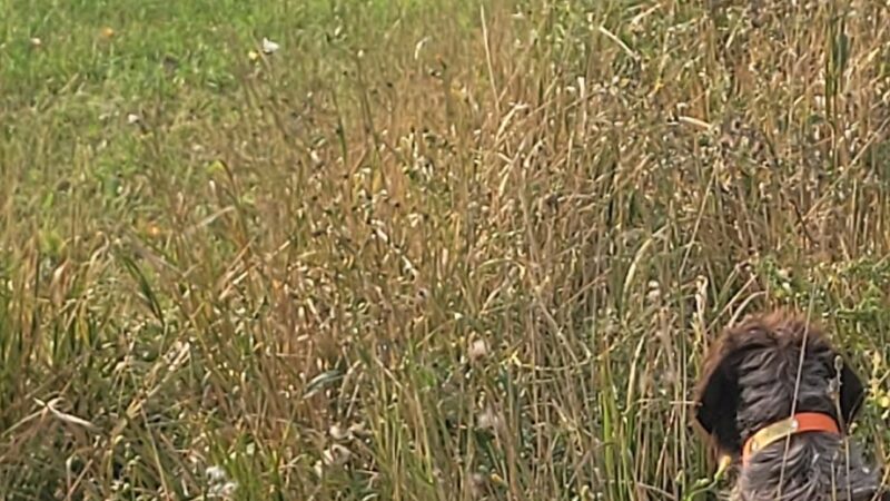 South Dakota Pheasant Acres - Armour, SD