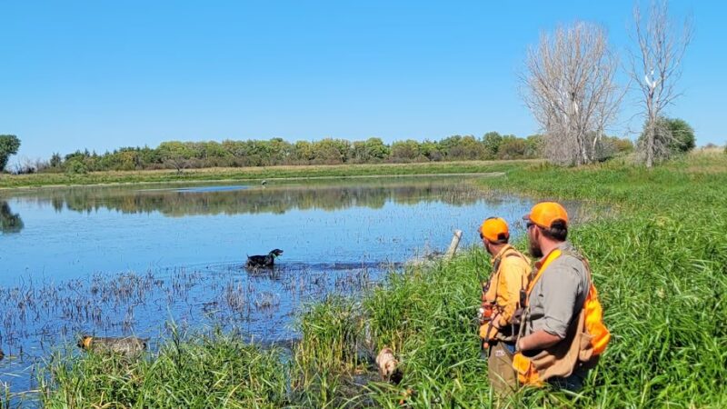 South Dakota Pheasant Acres - Armour, SD