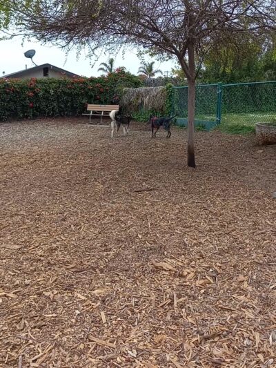 Elm Street Dog Park - Arroyo Grande, CA