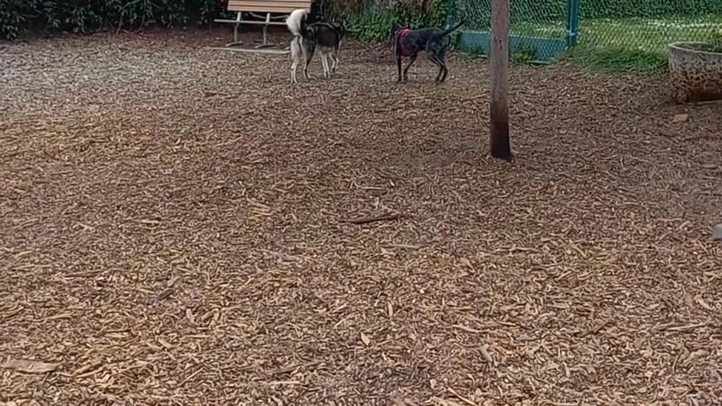 Elm Street Dog Park - Arroyo Grande, CA