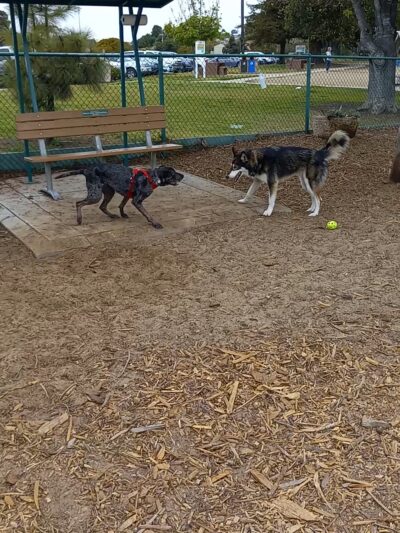 Elm Street Dog Park - Arroyo Grande, CA