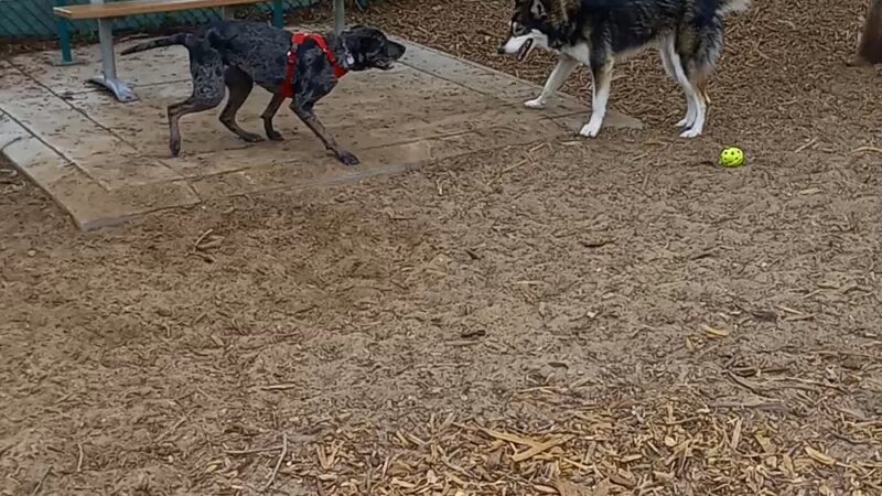 Elm Street Dog Park - Arroyo Grande, CA