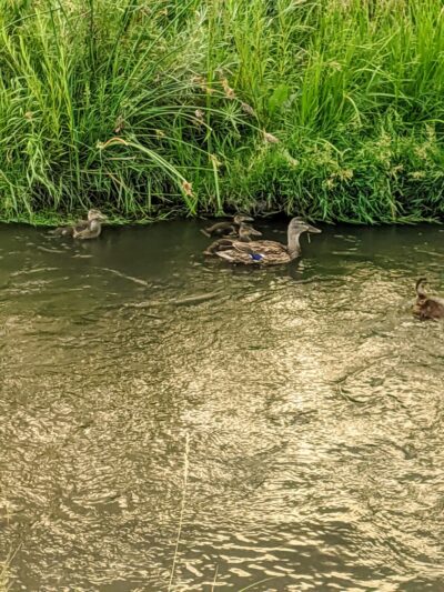 Ralston Creek Trail - Arvada, CO