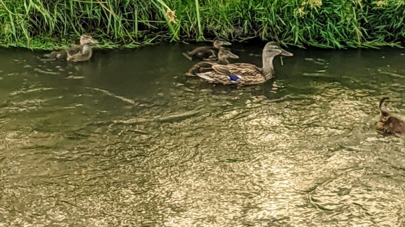 Ralston Creek Trail - Arvada, CO