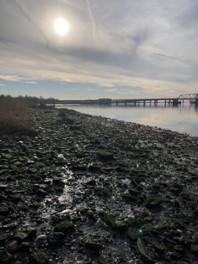 Brant Point Wildlife Sanctuary - Arverne, NY
