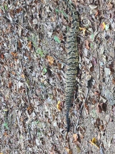 Uwharrie - Walkers Creek Trailhead - Asheboro, NC