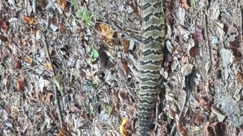 Uwharrie - Walkers Creek Trailhead - Asheboro, NC