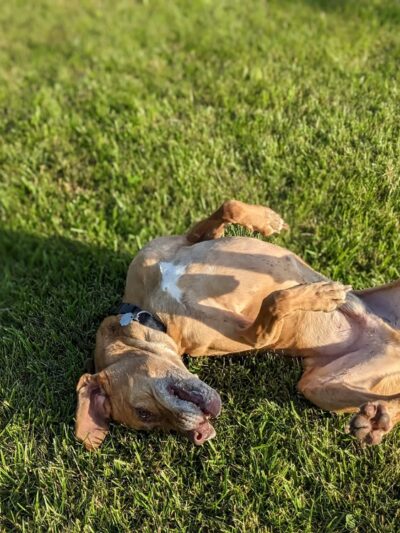 Peppy Paws Pooch Park, LLC - Ashland, OH