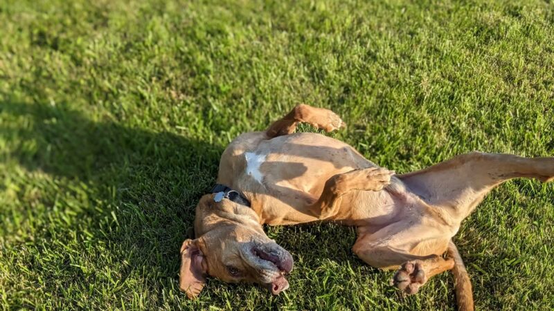 Peppy Paws Pooch Park, LLC - Ashland, OH