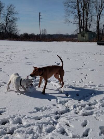 Peppy Paws Pooch Park, LLC - Ashland, OH