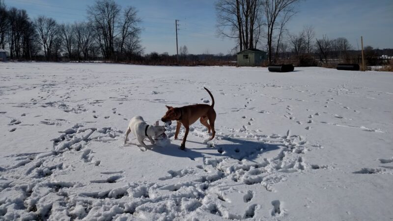 Peppy Paws Pooch Park, LLC - Ashland, OH