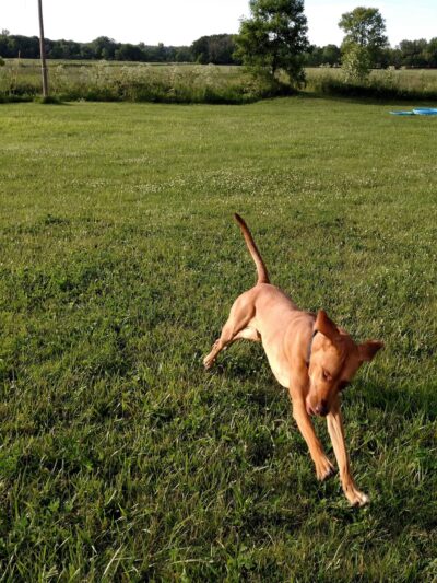 Peppy Paws Pooch Park, LLC - Ashland, OH