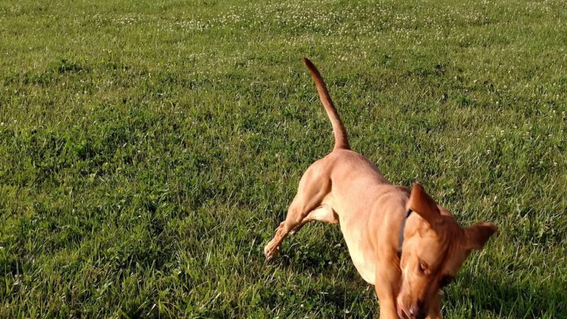 Peppy Paws Pooch Park, LLC - Ashland, OH