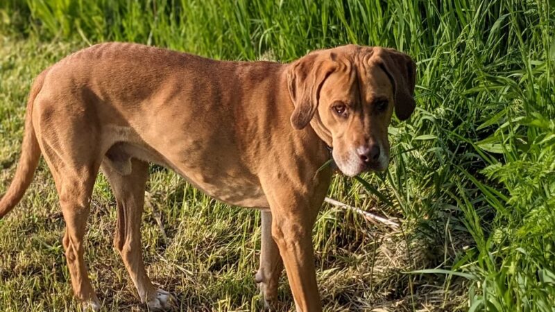 Peppy Paws Pooch Park, LLC - Ashland, OH