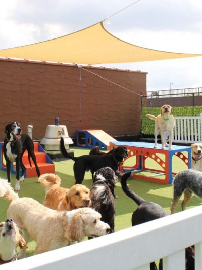 All Dogs In The City - Astoria, NY