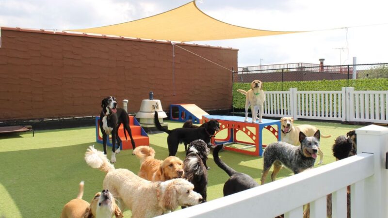 All Dogs In The City - Astoria, NY