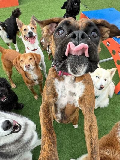 All Dogs In The City - Astoria, NY