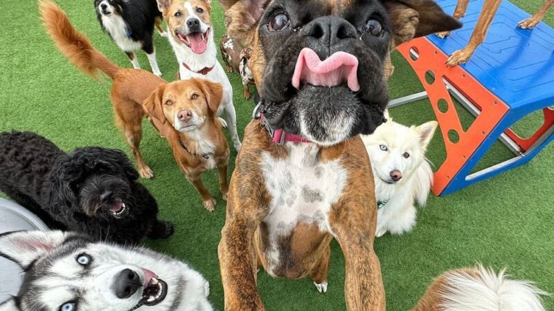 All Dogs In The City - Astoria, NY