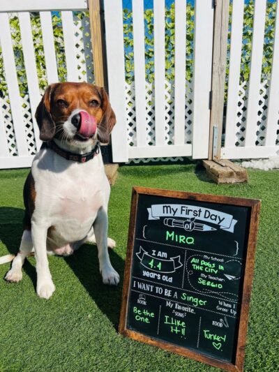 All Dogs In The City - Astoria, NY