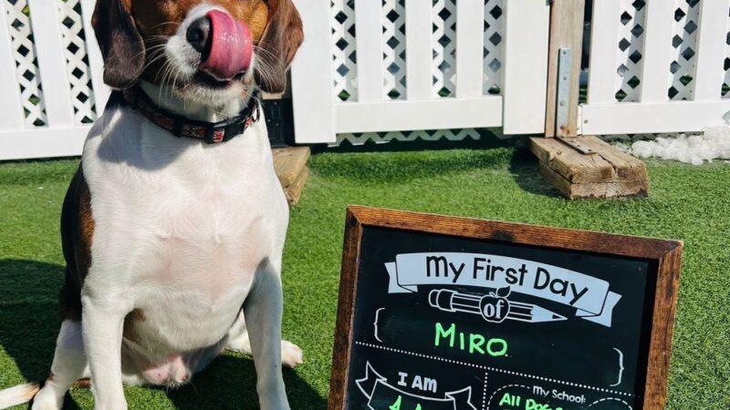 All Dogs In The City - Astoria, NY