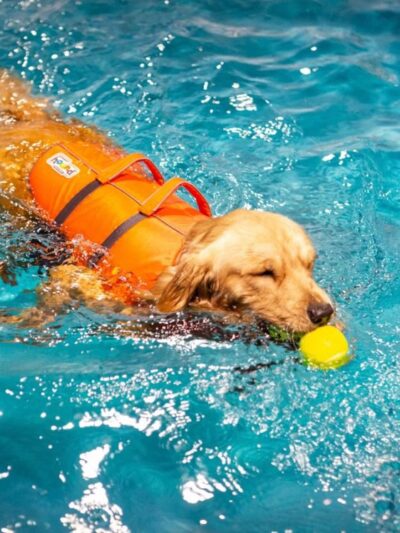 All Dogs In The City - Astoria, NY