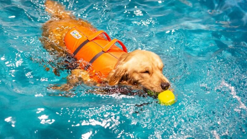 All Dogs In The City - Astoria, NY