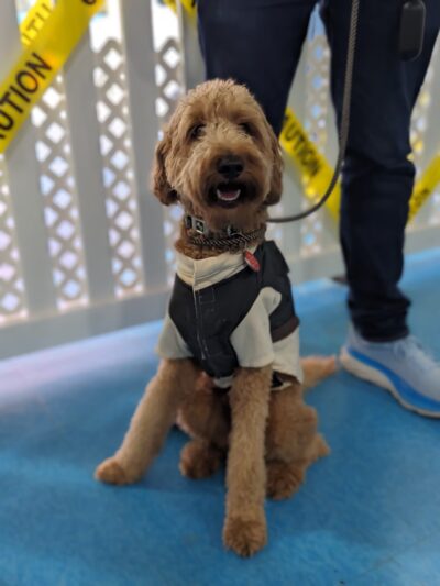 All Dogs In The City - Astoria, NY