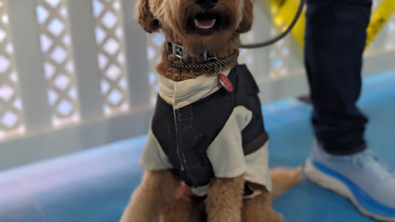 All Dogs In The City - Astoria, NY