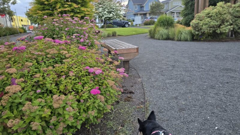 Mill Pond Park - Astoria, OR