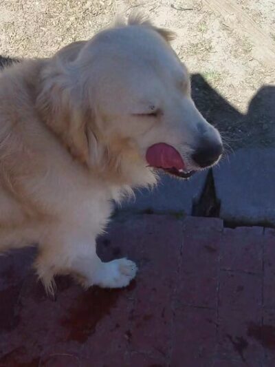 Heilmann Dog Park - Atascadero, CA