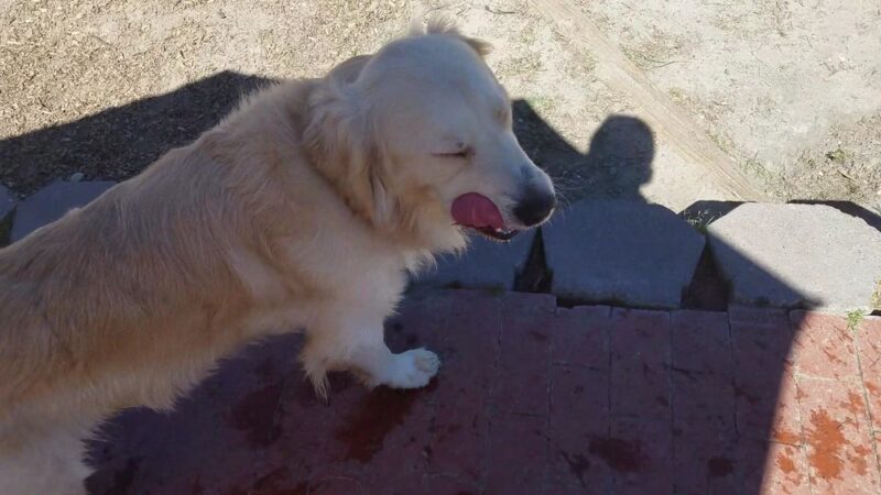 Heilmann Dog Park - Atascadero, CA