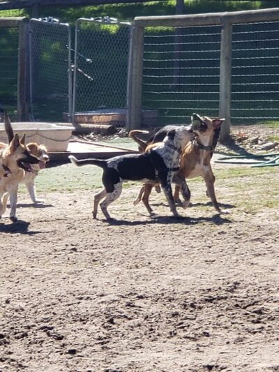 Heilmann Dog Park - Atascadero, CA