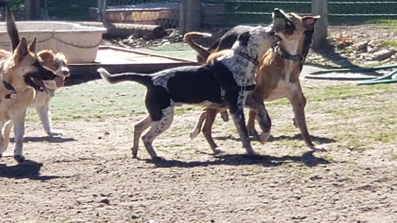 Heilmann Dog Park - Atascadero, CA