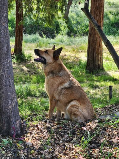 Heilmann Dog Park - Atascadero, CA