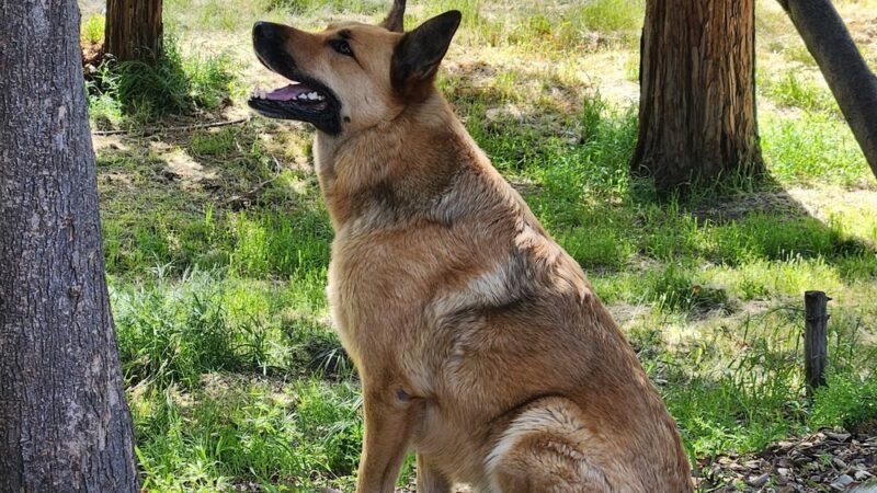 Heilmann Dog Park - Atascadero, CA