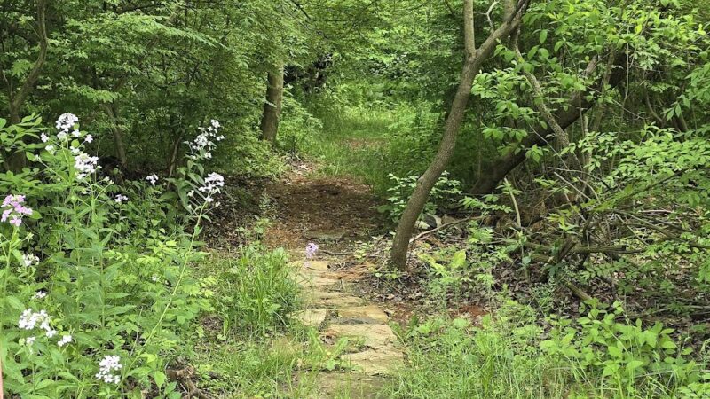 Jim Landis Woodland Preserve - Atglen, PA